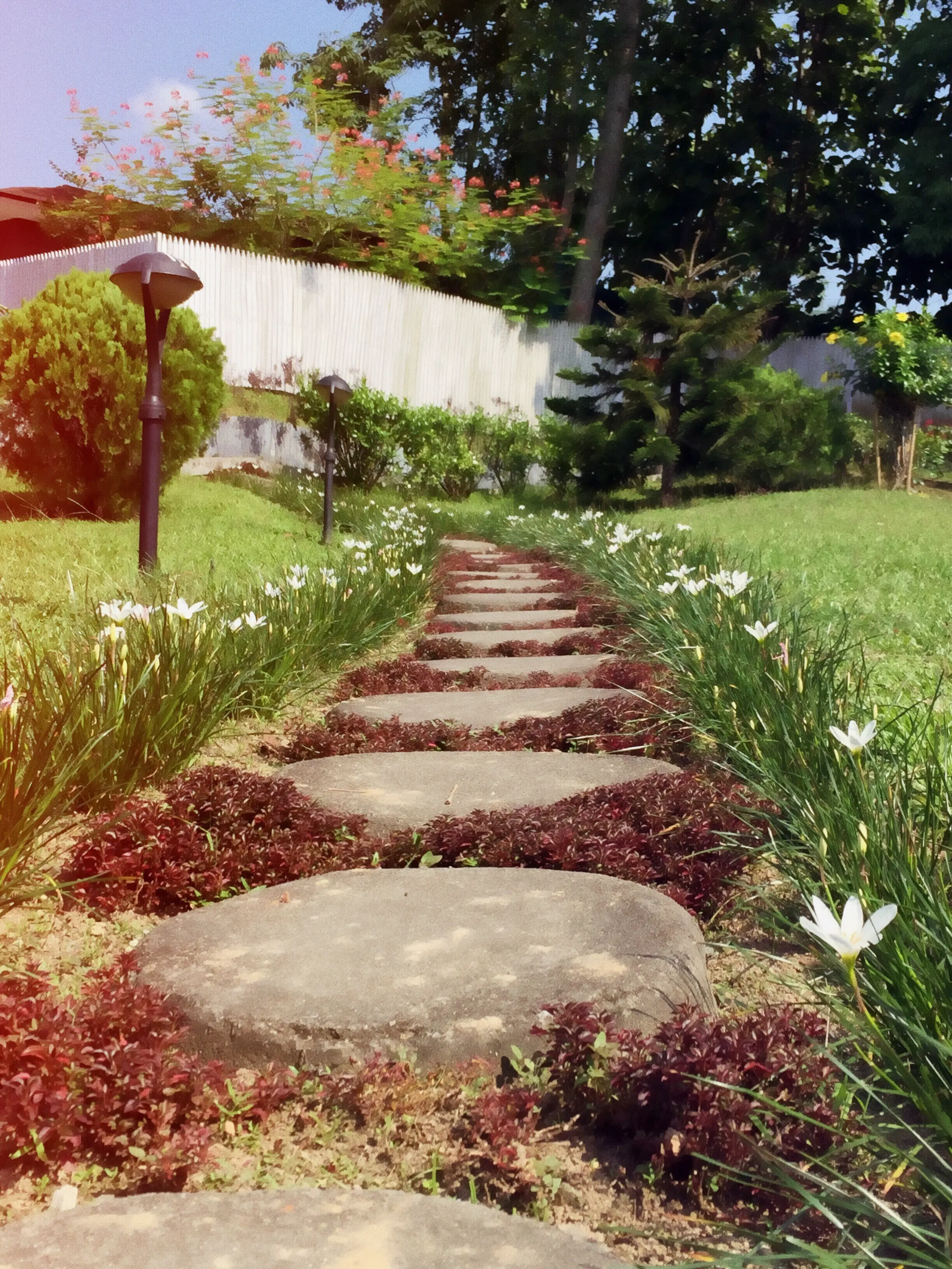 A view of plants in a landscape