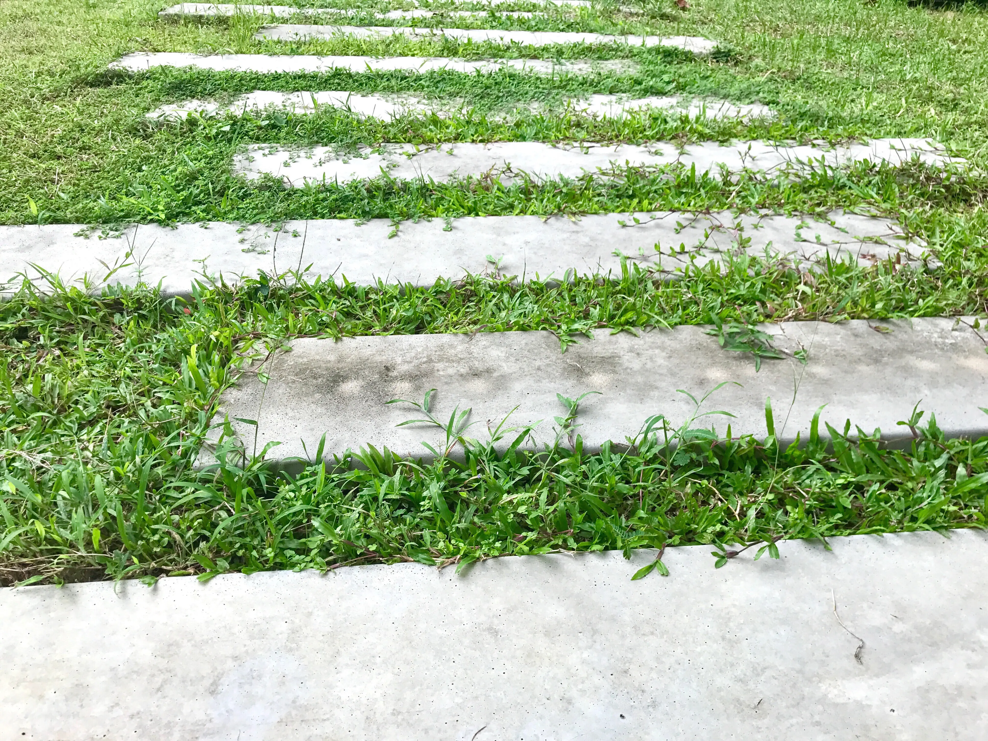 Plants growing in a field